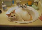 cat bath